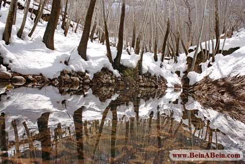 طبیعت زمستانی قلات - محمد گائینی