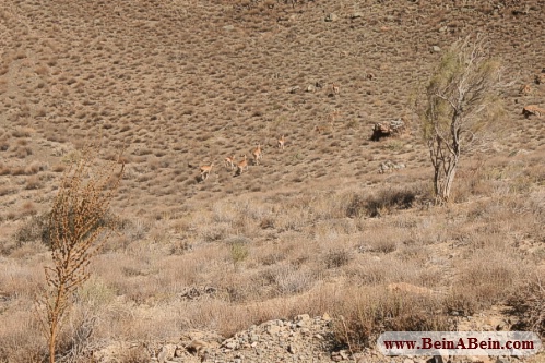 دره آلمه در پارک ملی گلستان - محمد گائینی