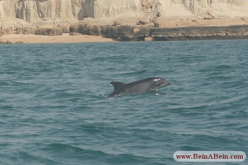 دلفین جزیره هنگام - محمد گائینی