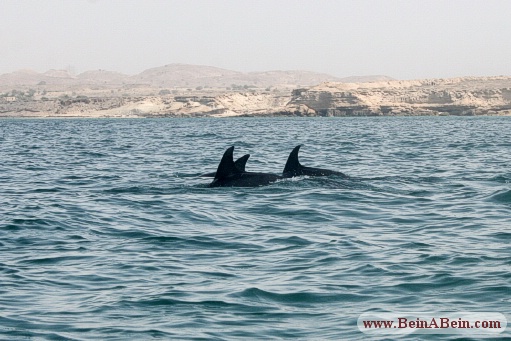 دلفین ها در جزیره هنگام - محمد گائینی