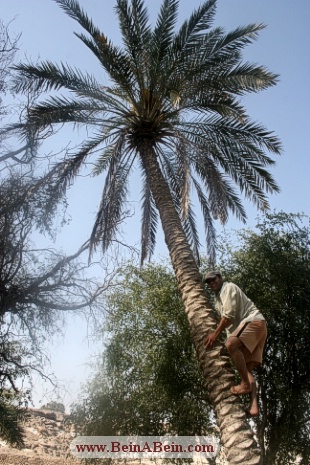 بالا رفتن از نخل - محمد گائینی