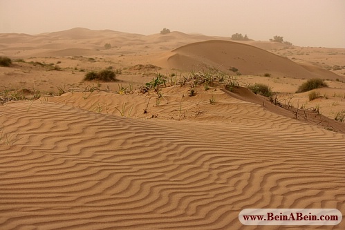 تپه های شنی های میش داغ خوزستان - محمد گائینی