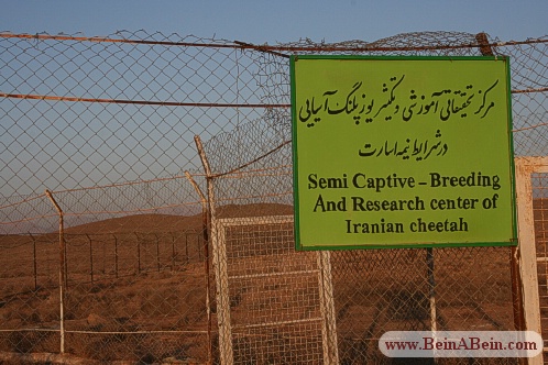 دیدار با یوزپلنگ ایرانی در میاندشت - محمد گائینی