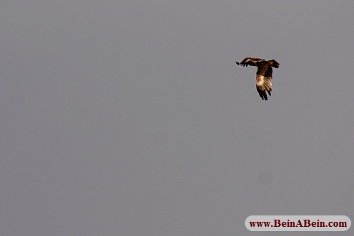 پرندگان شکاری کوه سفید قم - محمد گائینی