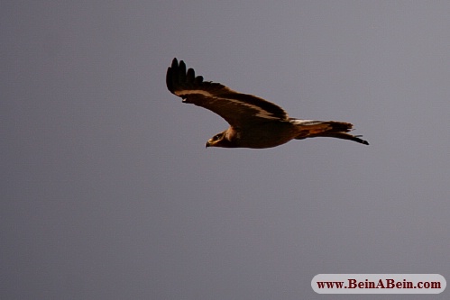پرندگان شکاری کوه سفید قم - محمد گائینی