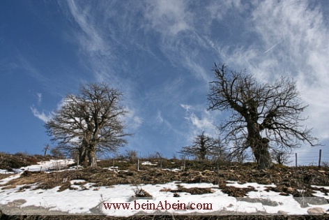 درختان بلوط مسیر روستای رودبارک شهمیرزاد - محمد گائینی