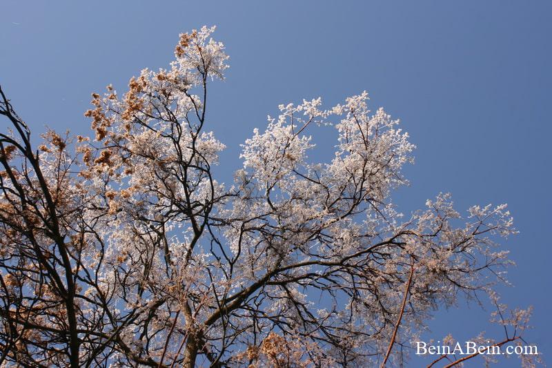 شکوفه برفی