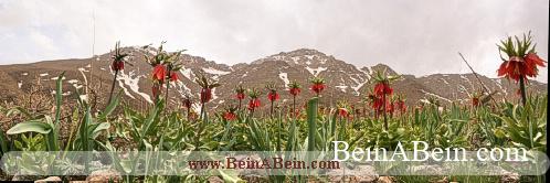 لاله های واژگون گلستان کوه